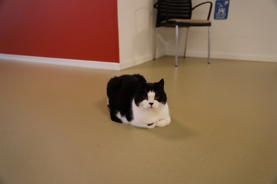 Katten Trunte
